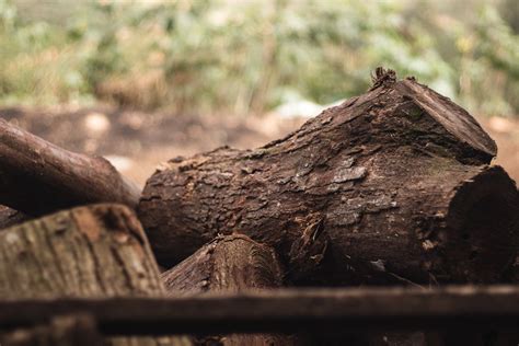 Brown Tree Trunk · Free Stock Photo