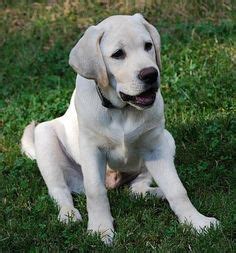 8 Woodland Breeze Labradors Ideas English Labrador Traditional