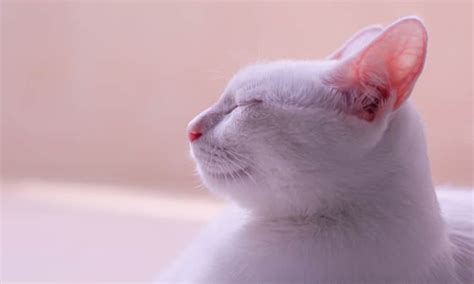 Gato Pode Comer P O De Queijo Tiramos A Sua D Vida Petz