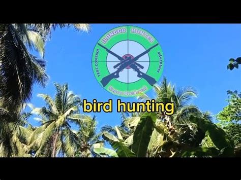 AIRGUN BIRD HUNTING PEST CONTROL YouTube