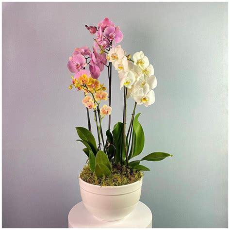 10 комнатных растений, привлекающих в дом любовь | myDecor