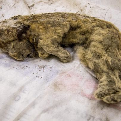 Spazzare Capra Il Male Cave Lion Concorso Ossidare Coniugare