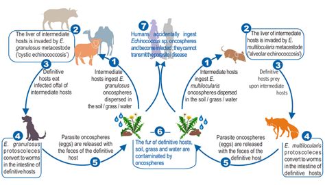 Parasite Cycle Of Echinococcus Granulosus Sensu Lato On The Left And Download Scientific