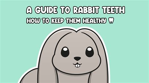 A Guide To Rabbit Teeth How To Keep Them Healthy Cottontail Club