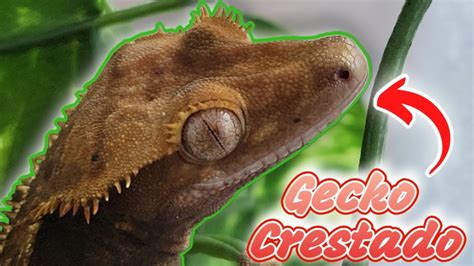 GECKOS CRESTADOS Llega Un Nuevo Proyecto Al Criadero Nos Vamos A