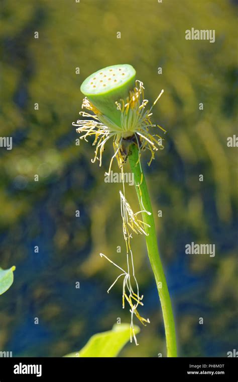 Nelumbo nucifera también conocido como lotus lotus sagrado indio de