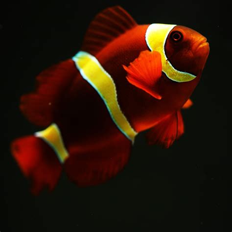 ORA Captive Bred Gold Stripe Maroon Clownfish Fish And Coral Store