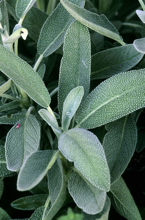 Sage | NCCIH