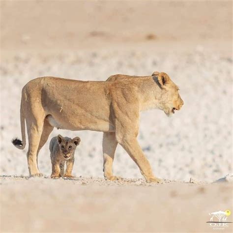 A Mother Lion And Her Cub Walking In The Desert