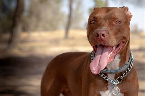 Red Nose Pitbull Info Pictures Origin And History Dogster