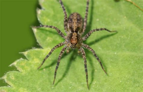 How To Get Rid Of Hobo Spiders Aggressive House Spiders Classic Pest Control And Insulation