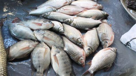 Fresh Fish Sign ছুটির সকালে মাছ কিনতে যাবেন মাছ টাটকা নাকি পচা বুঝবেন