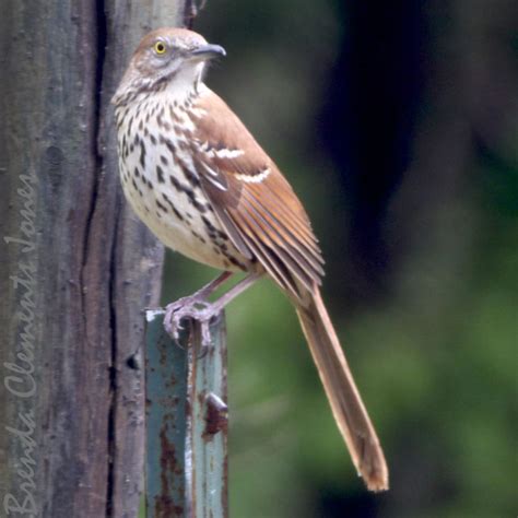 Brown Thrasher