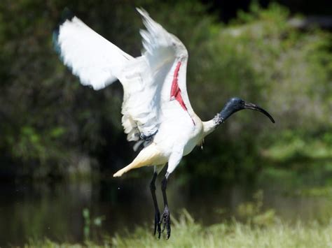 Bird Australian White Ibis Barwon Bluff