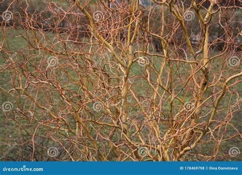 Pussy Willow Background Poster Showing White Willow Buds In Springtime