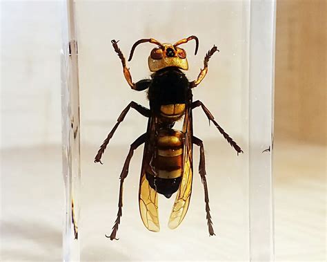 Japanese Giant Hornet Queen