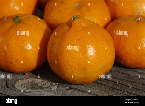 Citrus Reticulata Tardivo Di Ciaculli Mandarin Stock Photo Alamy