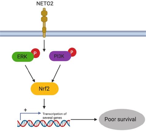 Schematic Diagram Summarizing The Neto2 Induced Erkpi3k Pathway