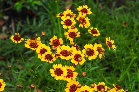 Coreopsis Archives Huerto En Casa