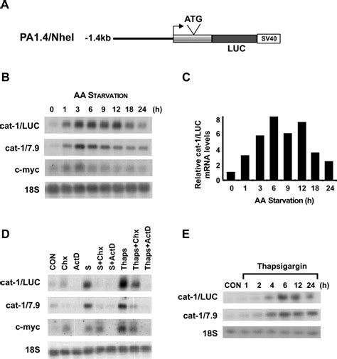 Expression Of A Chimeric Luc Mrna From The Cat 1 Promoter Is Regulated