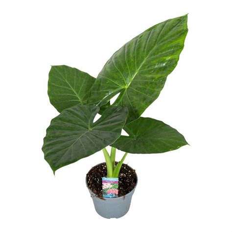 Alocasia Odora Pot ⌀17cm H55 75cm Truffaut