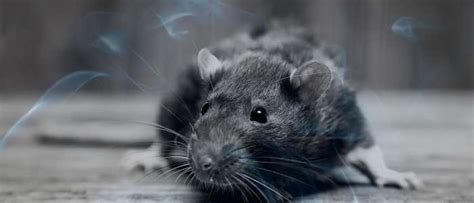 11 Biblical Meaning Of Killing Rats In A Dream Biblicaldreamz