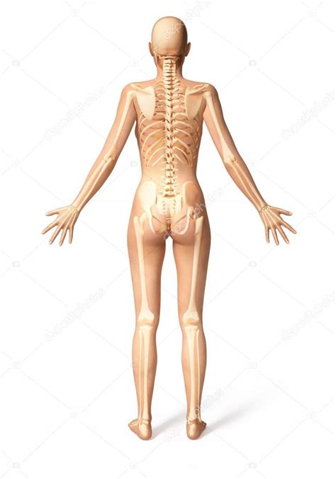 Woman Body With Bone Skeleton Superimposed Viewed From The Back