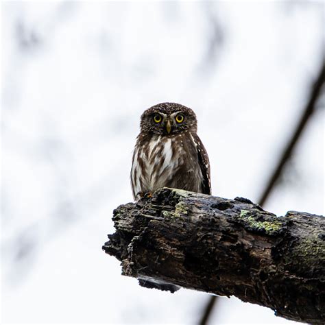 Foto Cabur Glaucidium Brasilianum Por Joaquim Barros Wiki Aves A