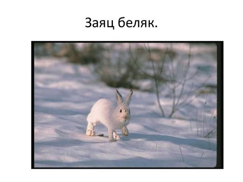 Следы на снегу. Следы невиданных зверей - презентация онлайн