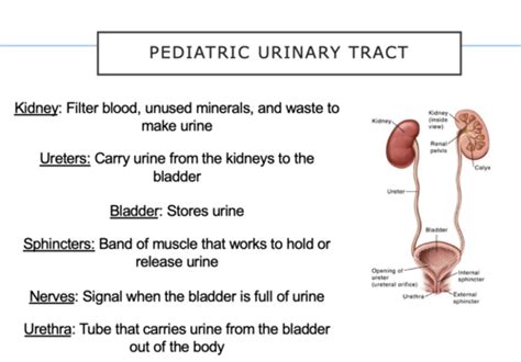 PEDS Final Ch 43 GU Disorders And Alterations Flashcards Quizlet