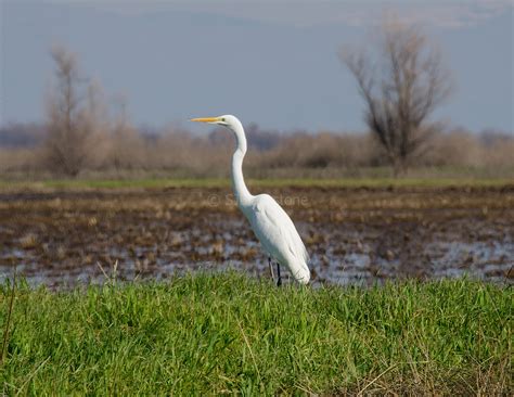 Common Egret – Wings and Feathers