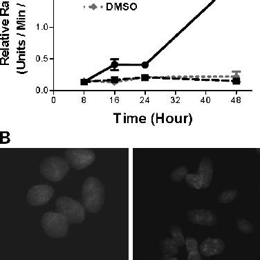 Tdp Induces Apoptosis In Hepg Cells A Tdp Induces