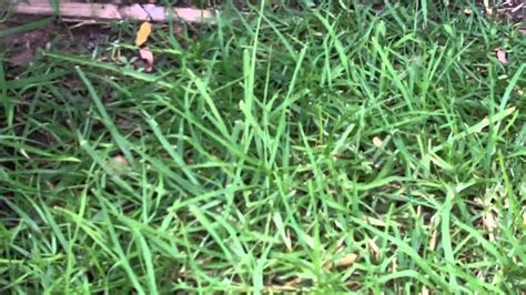 [kikuyu Lawn Care] [couch Lawn Care] [bermuda Grass Lawn Care] [what Grass Is That] [remove