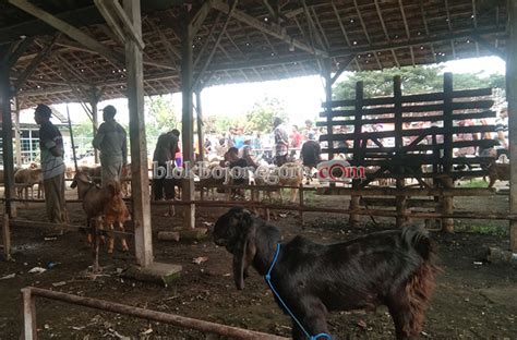 Harga Kambing Mulai Merangkak Naik