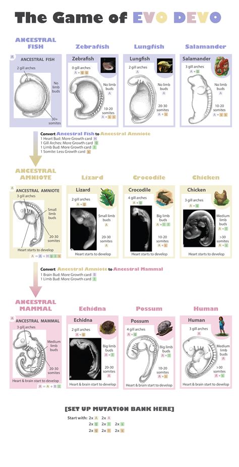 EVO DEVO: Play the game I created during my Fulbright! « aemarcy portfolio 