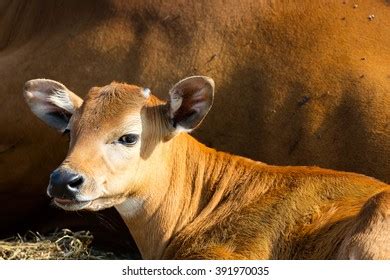 Hundred Calf Laying On Ground Royalty Free Images Stock Photos