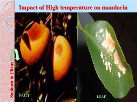 Influence of climate on fruit crops