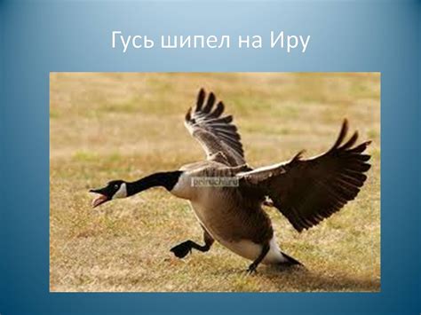 Гусь шипит (27 фото) - красивые фото и картинки pofoto.club