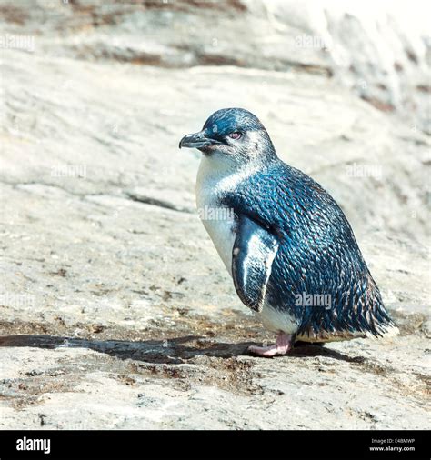 Little Blue Fairy Penguin High Resolution Stock Photography And Images