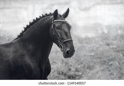 Close Portrait Black Kladruber Horse Stock Photo 1149140057 | Shutterstock