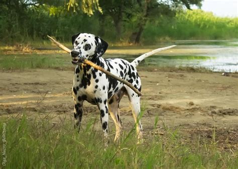 Dalmatian Big Flower Julius Caesar by Olga-Necro on DeviantArt