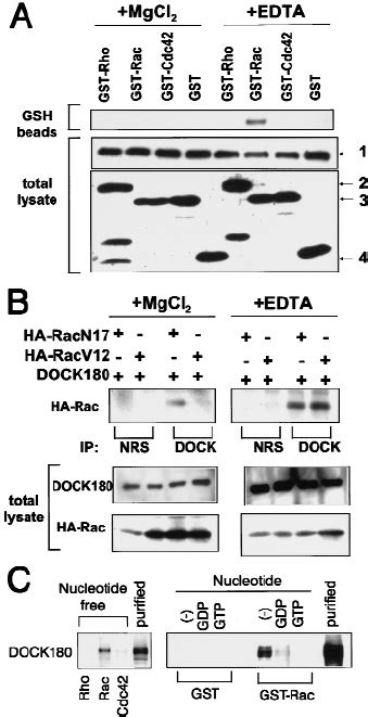 Binding of DOCK180 to Rac1. ( A ) 293T cells were transfected with ... 