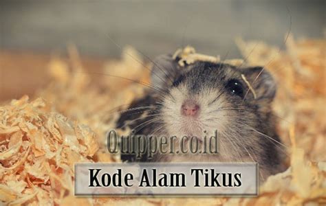 Kode Alam Tikus 25 Buku Mimpi Erek Erek 2D 3D 4D