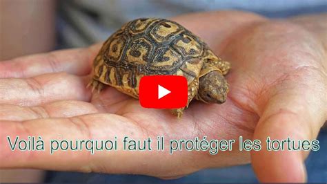 Voil Pourquoi Faut Il Prot Ger Les Tortues Youtube