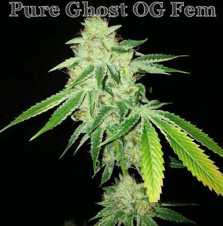 Pure Ghost OG - Feminized - Southern Oregon Seeds