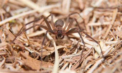 How To Identify Brown Recluse Spiders And Get Rid Of Them