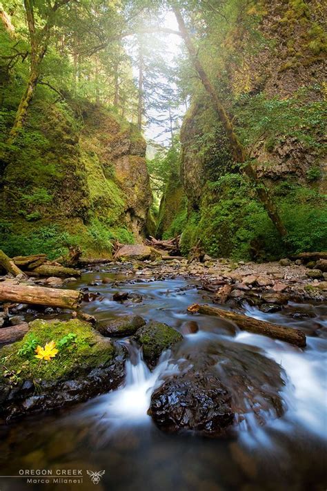 Oregon creek by Marco Milanesi | 500px | What a beautiful world, Oregon ...