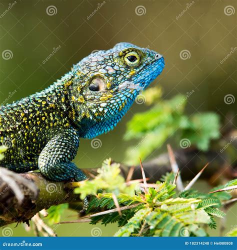 Colorful Lizard With Blue And Yellow Colors In Rainforest Of Uganda