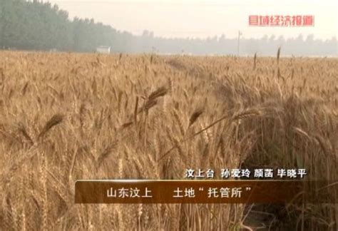 山东汶上：土地托管所农业滚动新浪财经新浪网