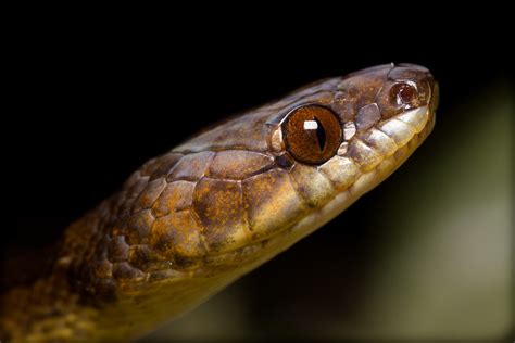 Leptodeira Septentrionalis Northern Cat Eyed Snake Flickr